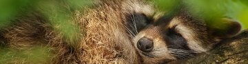 Общие свойства языкового знака